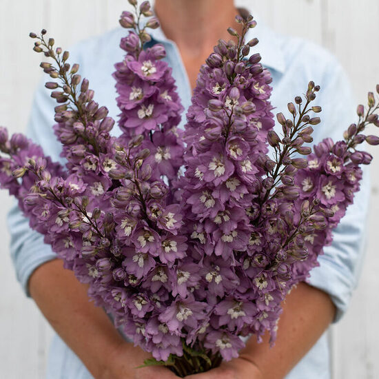 Dārza delfīnija 'Magic Fountains Lilac Pink White Bee' 20 sēklas 